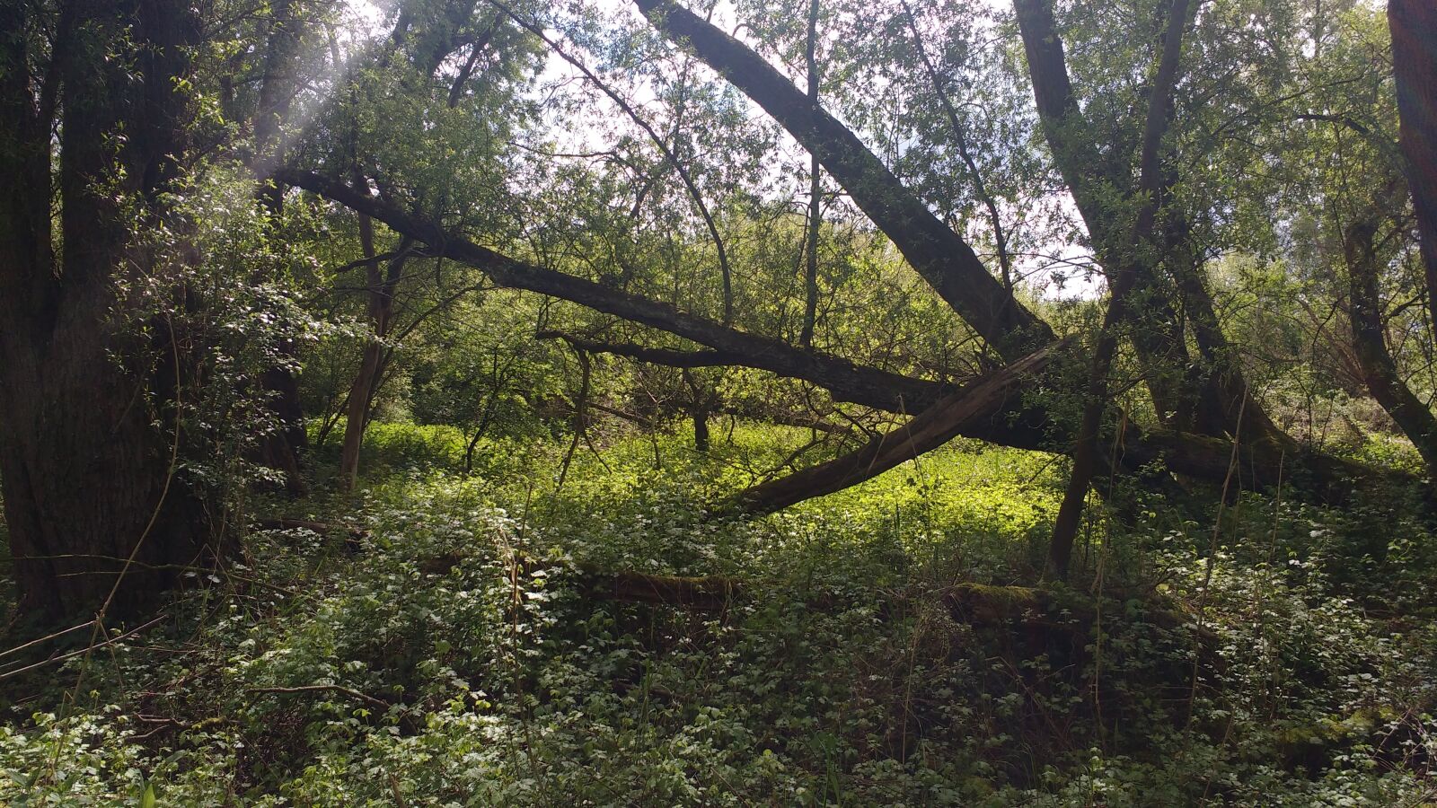 Motorola MotoG3 sample photo. Nature, tree, willow photography