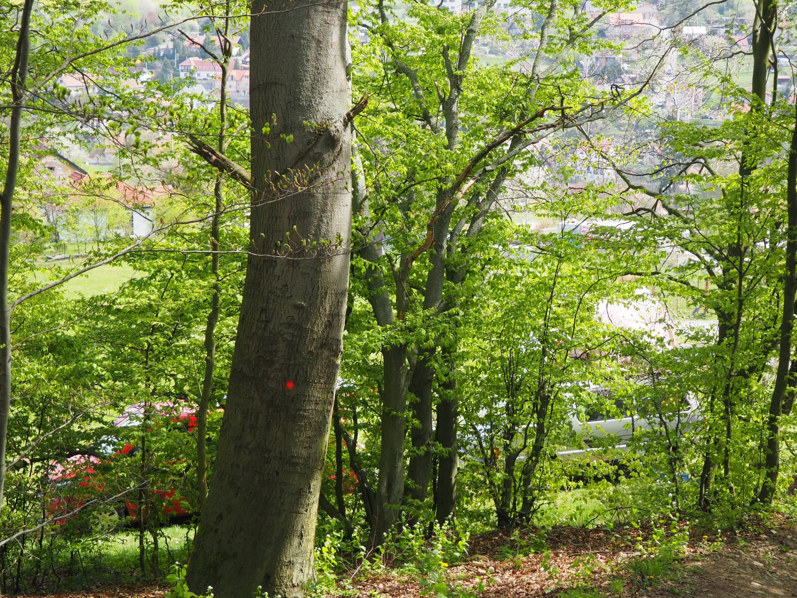 Olympus OM-D E-M10 III sample photo. Forest, trees, nature photography