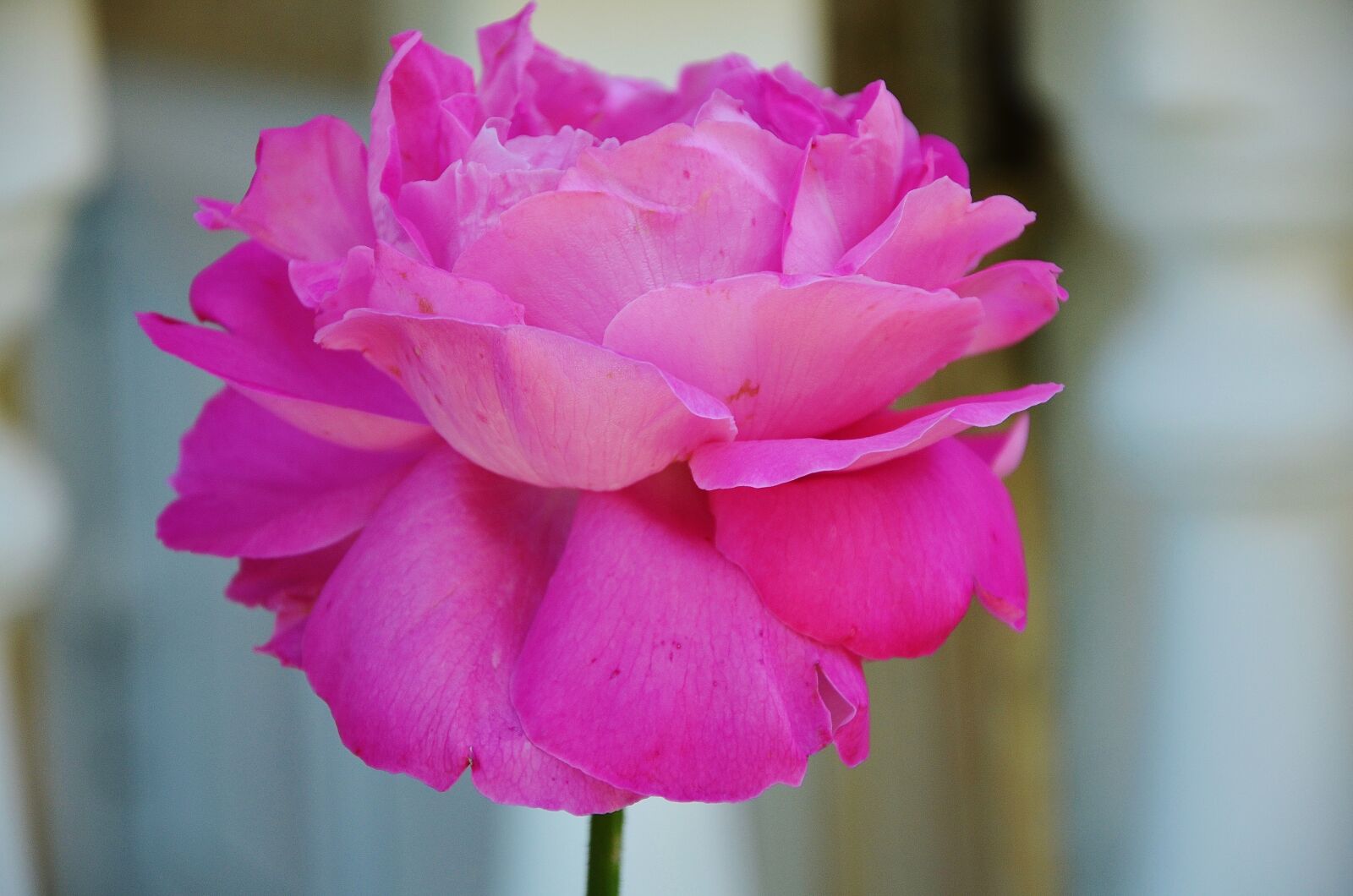 Nikon D7000 sample photo. Rose, flower, spring photography