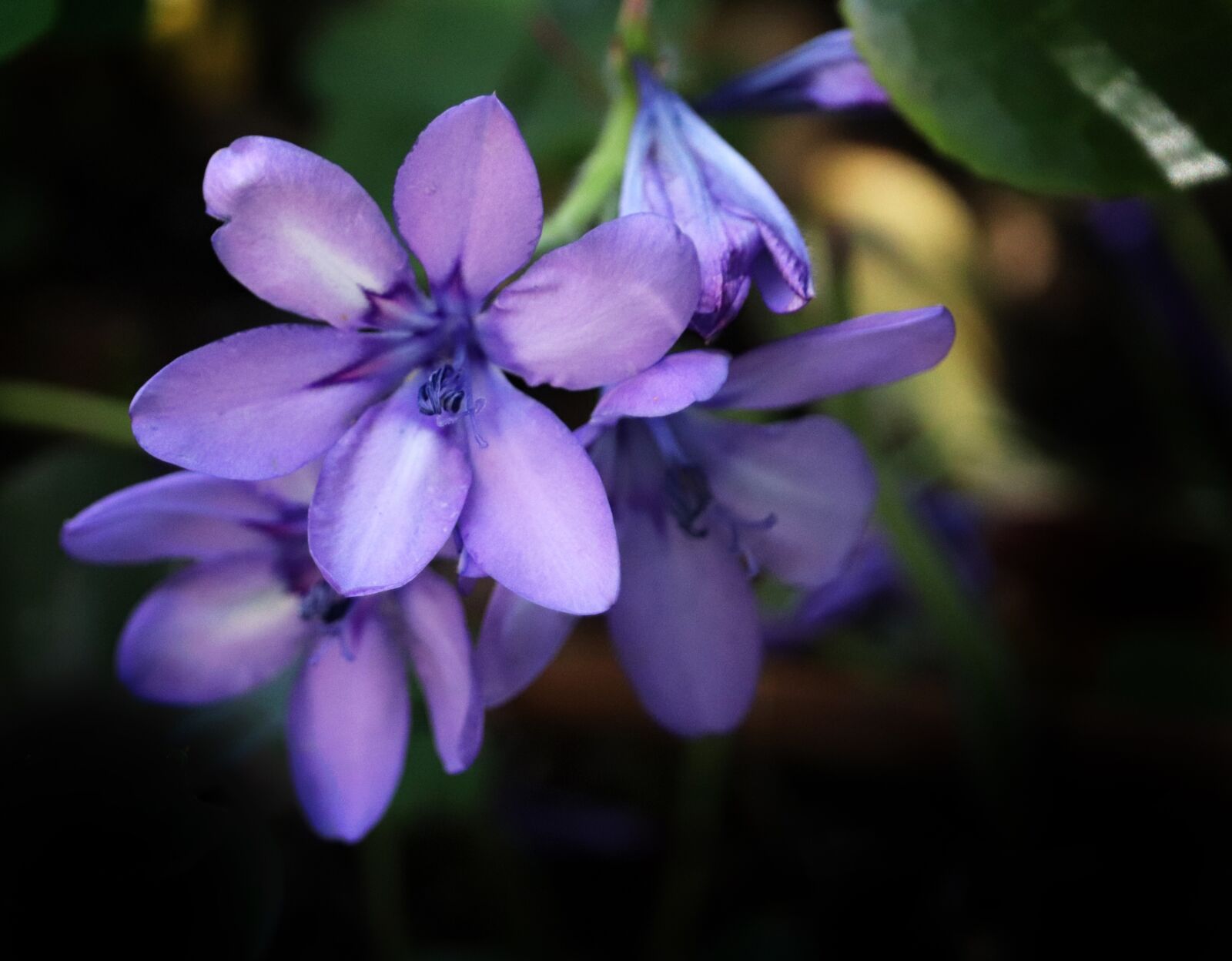 Canon EOS 800D (EOS Rebel T7i / EOS Kiss X9i) sample photo. Flower, mauve, babiana photography