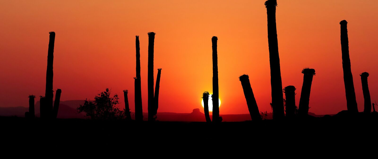 Panasonic Lumix DMC-FZ200 sample photo. Sunset, park saguaro, america photography