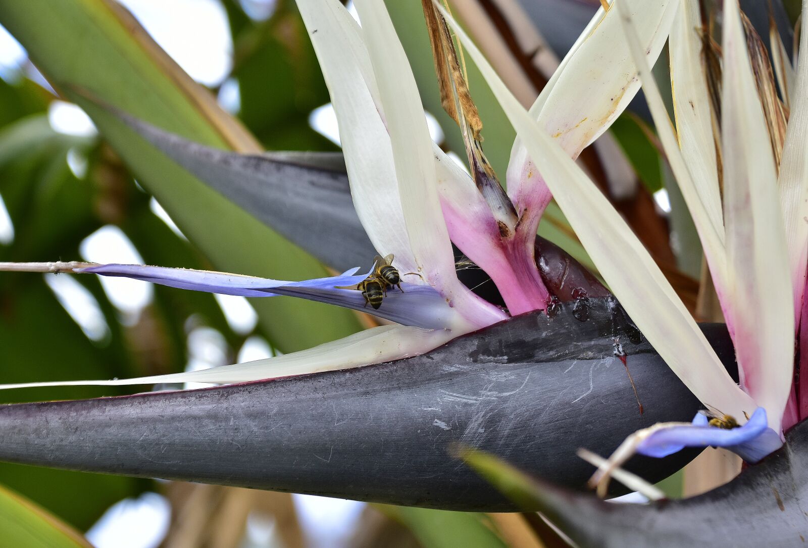 Nikon D7200 sample photo. Garden, plants, outbreak photography