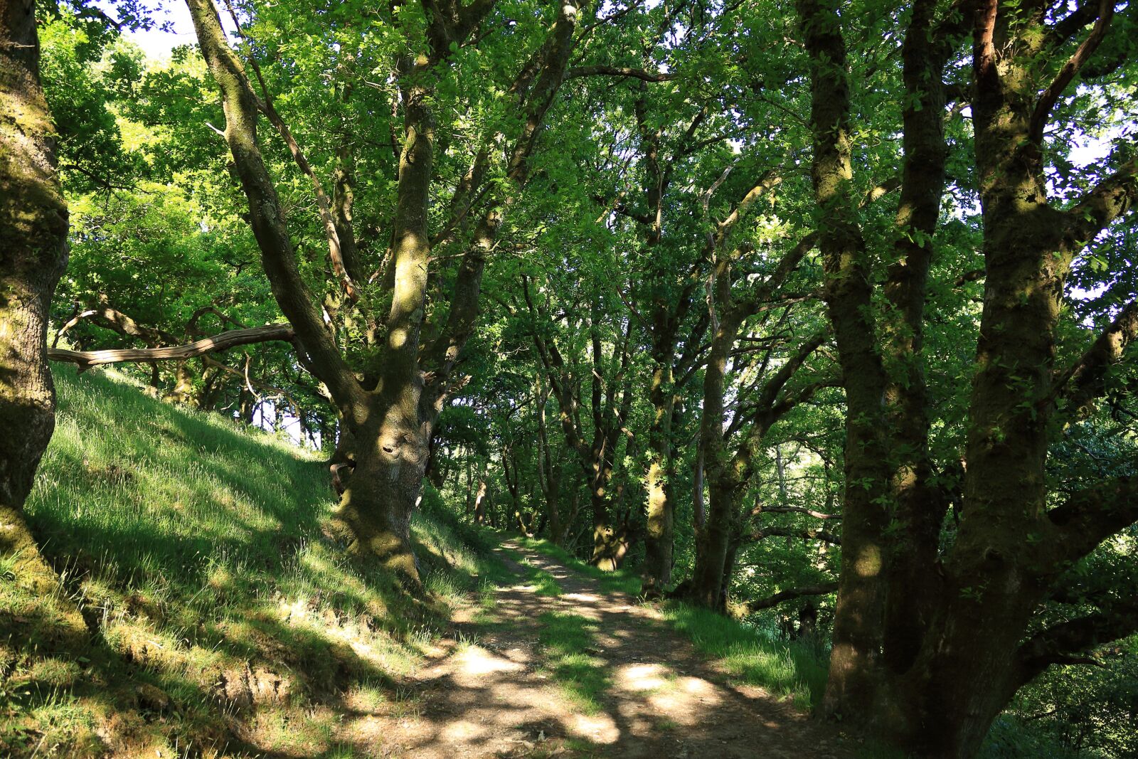 Canon EOS 50D sample photo. Woods, sunny, summer photography