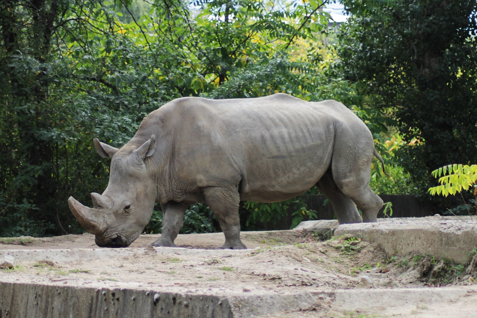 Canon EOS 1100D (EOS Rebel T3 / EOS Kiss X50) sample photo. Rhino, zoo, animal photography