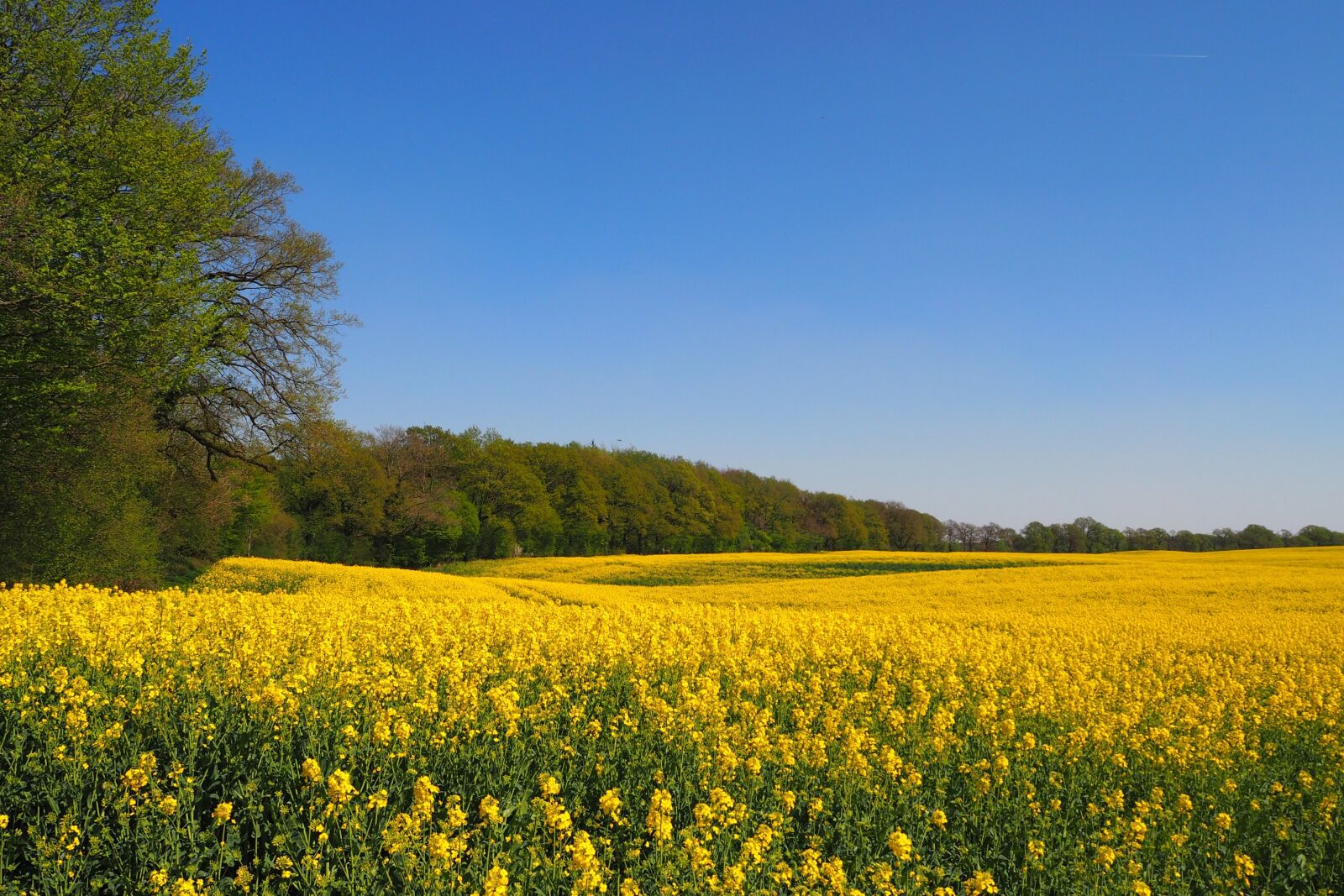 Olympus OM-D E-M10 sample photo. Oilseed rape, rape blossom photography