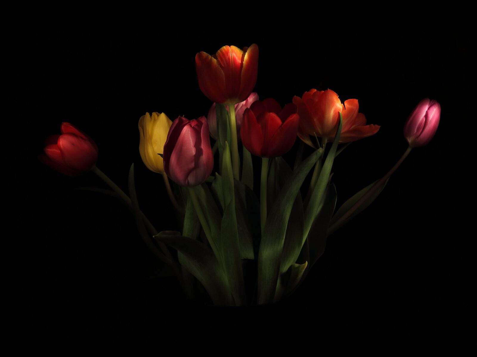 Canon EOS 650D (EOS Rebel T4i / EOS Kiss X6i) sample photo. Tulips, strauss, vase photography