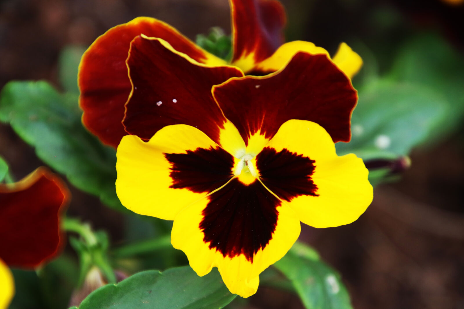 Canon EOS 7D Mark II sample photo. Face, flower, garden, green photography