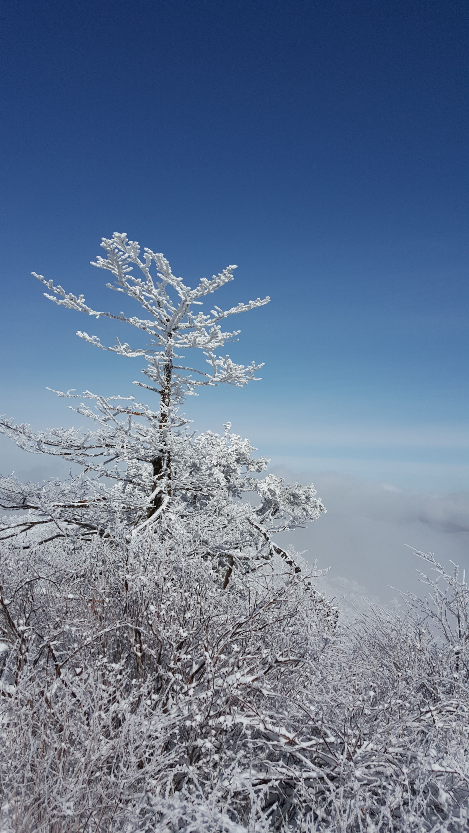 Samsung Galaxy Note5 sample photo. Korea, mountain, taebaeksan, winter photography