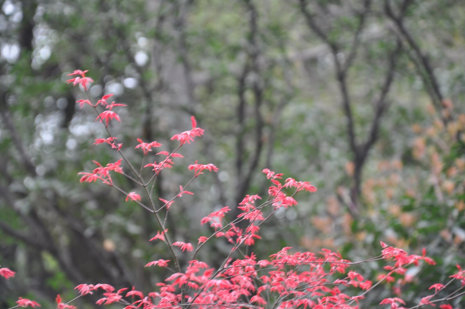 Nikon D90 sample photo. Red leaf, leaf, red photography