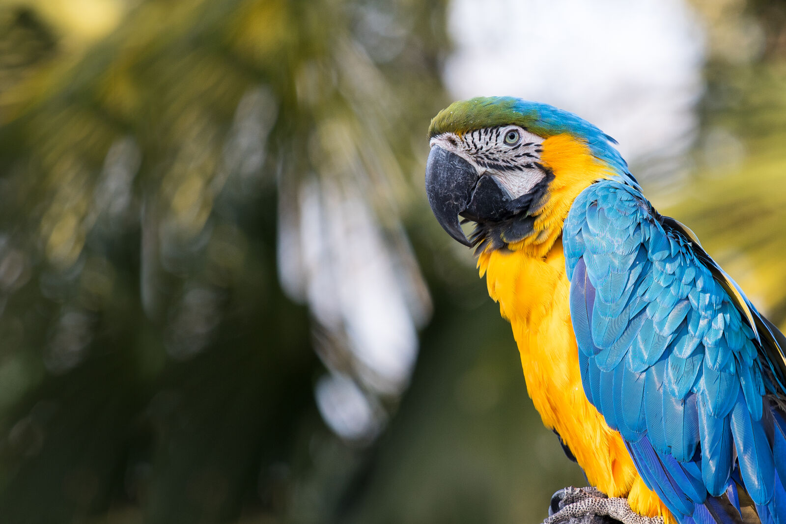 Canon EF 70-200mm F4L IS USM sample photo. Animal, nature, parrot, parrots photography