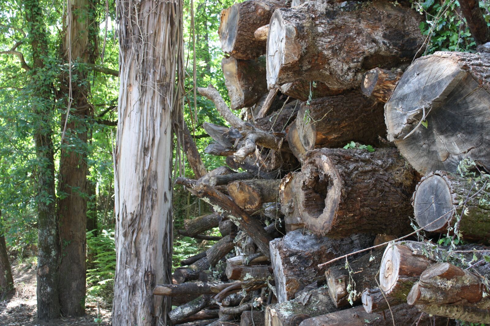Canon EOS 1000D (EOS Digital Rebel XS / EOS Kiss F) sample photo. Wood, old, forest photography