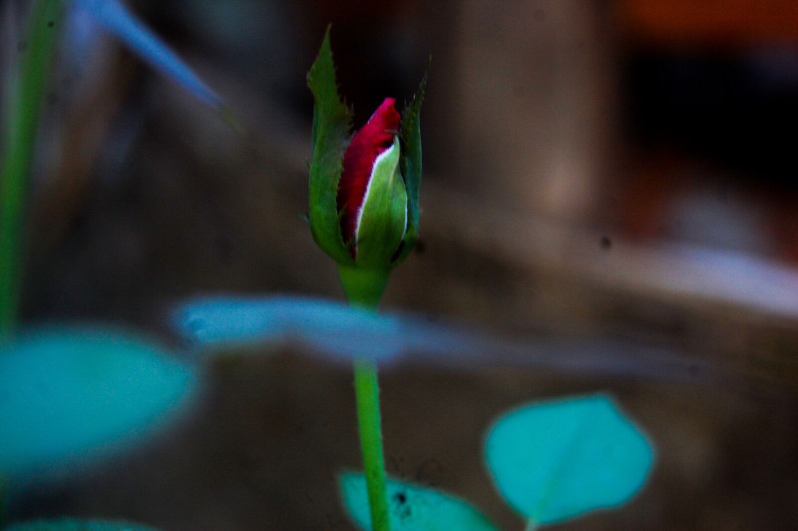 Nikon D40 sample photo. Rose, red rose, roses photography