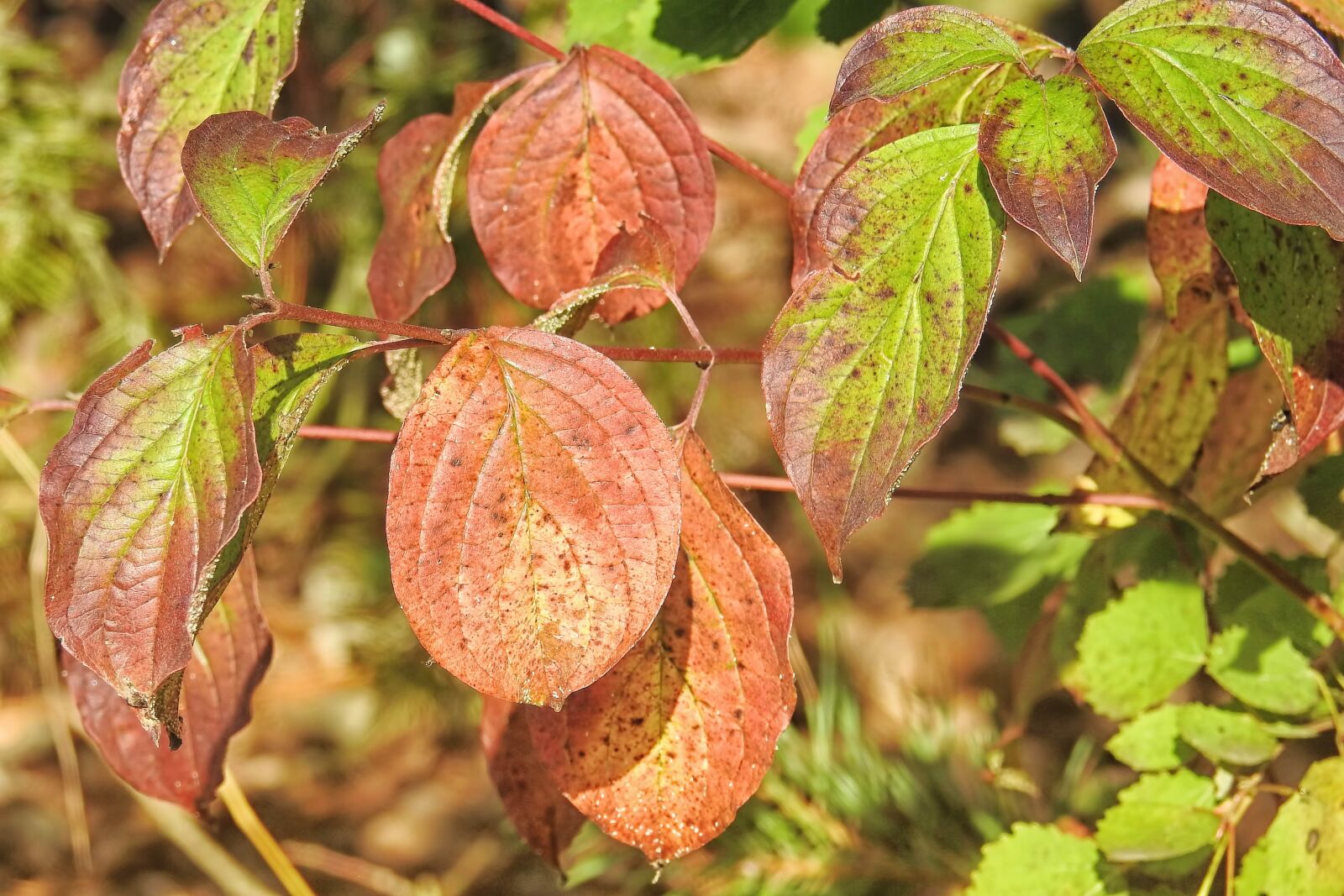 Nikon Coolpix P900 sample photo. Leaves, fall foliage, autumn photography