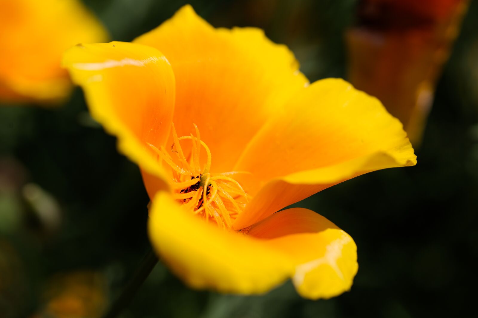 Canon EOS 6D sample photo. Flower, nature, plant photography