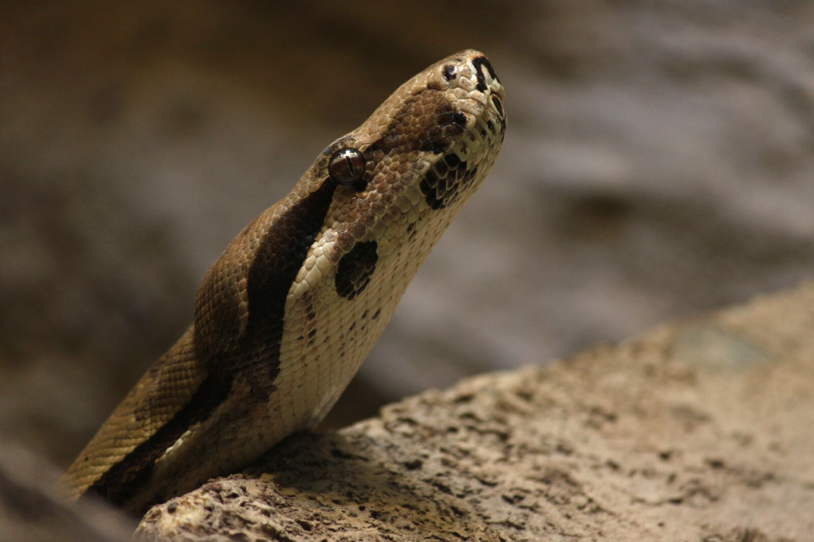 Canon EOS 500D (EOS Rebel T1i / EOS Kiss X3) sample photo. Snake, boa, reptile photography