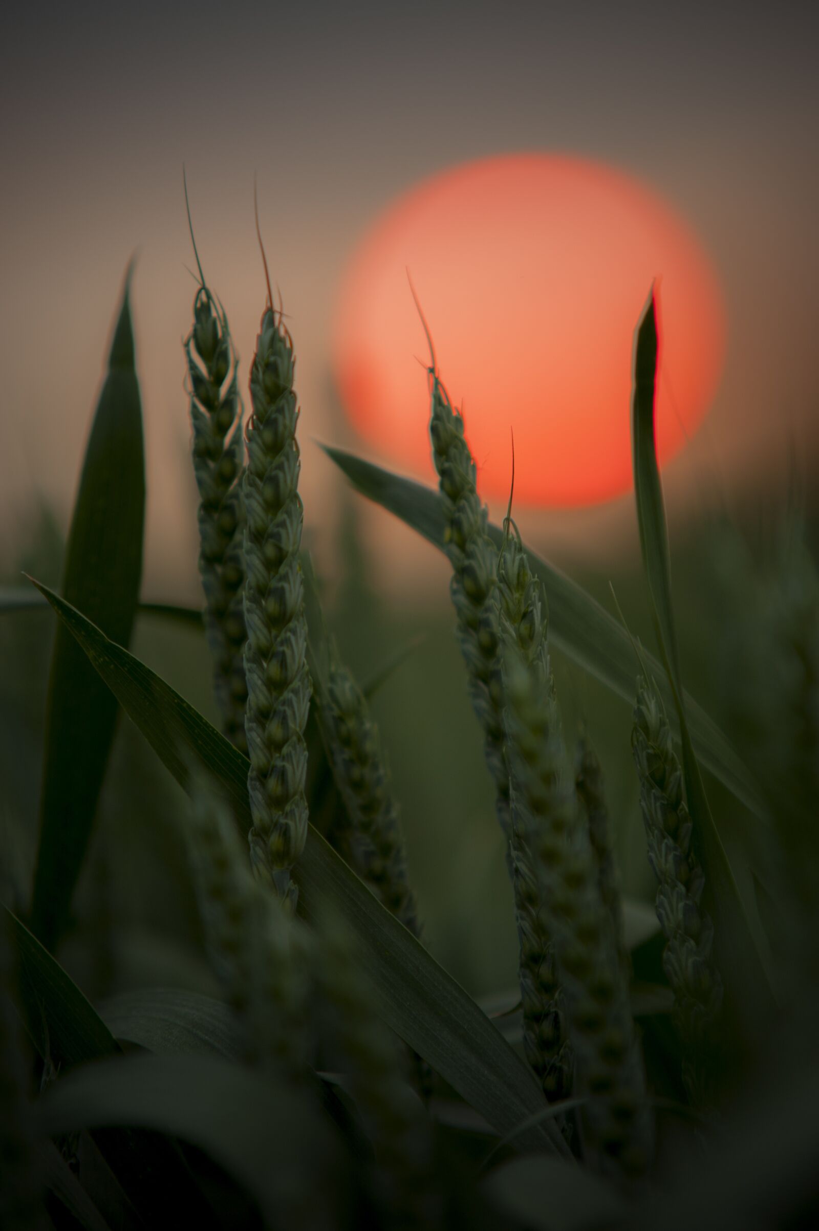 Nikon D700 sample photo. Landscape, polish landscape, field photography