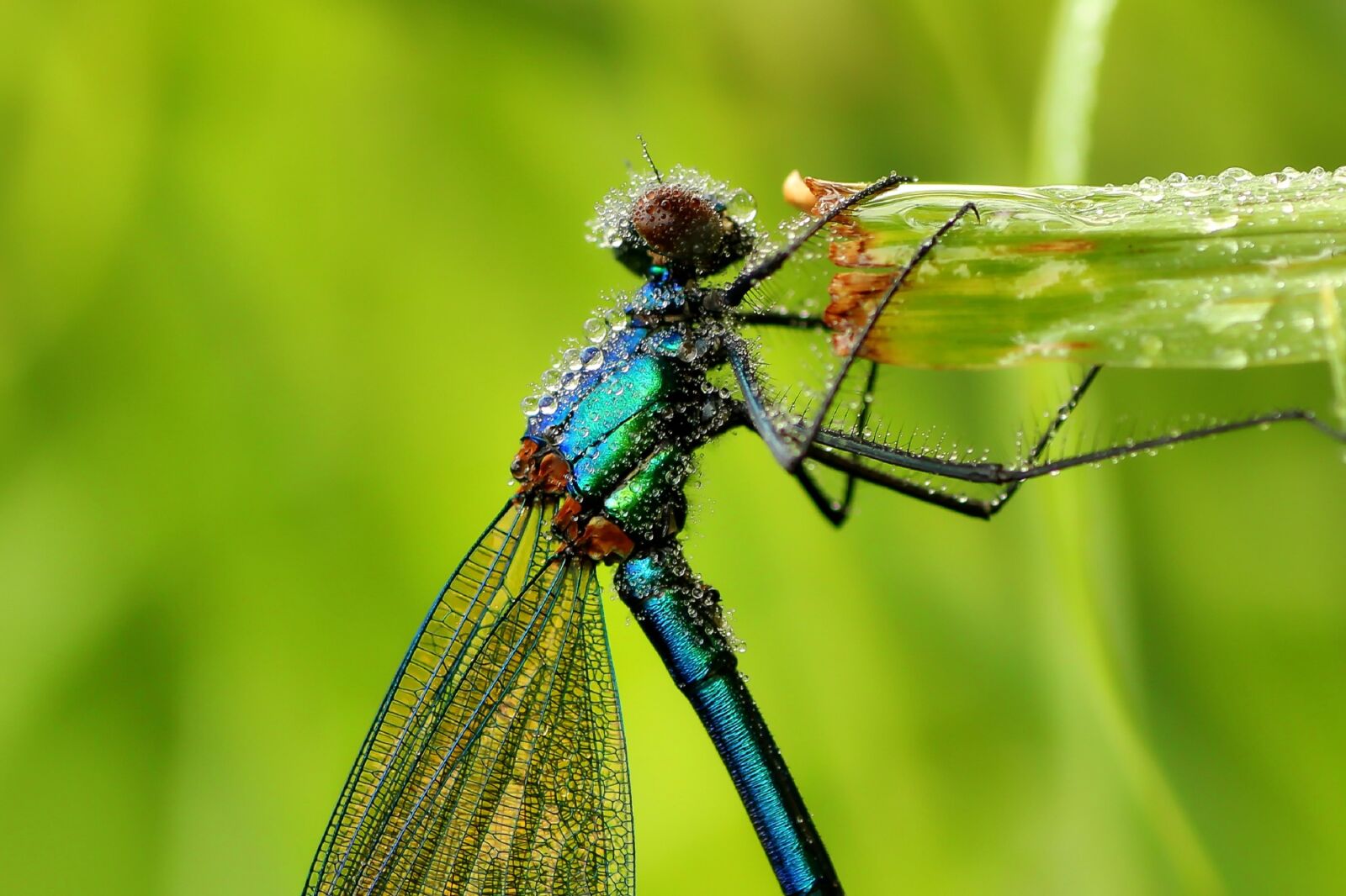 Tamron SP 90mm F2.8 Di VC USD 1:1 Macro sample photo. Dragonfly, banded demoiselle, nature photography