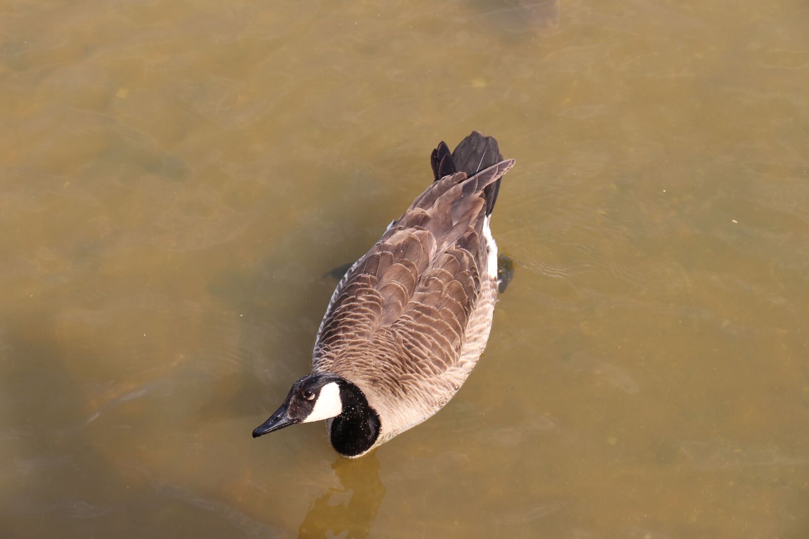 Canon EOS 700D (EOS Rebel T5i / EOS Kiss X7i) sample photo. Duck, large, bird photography