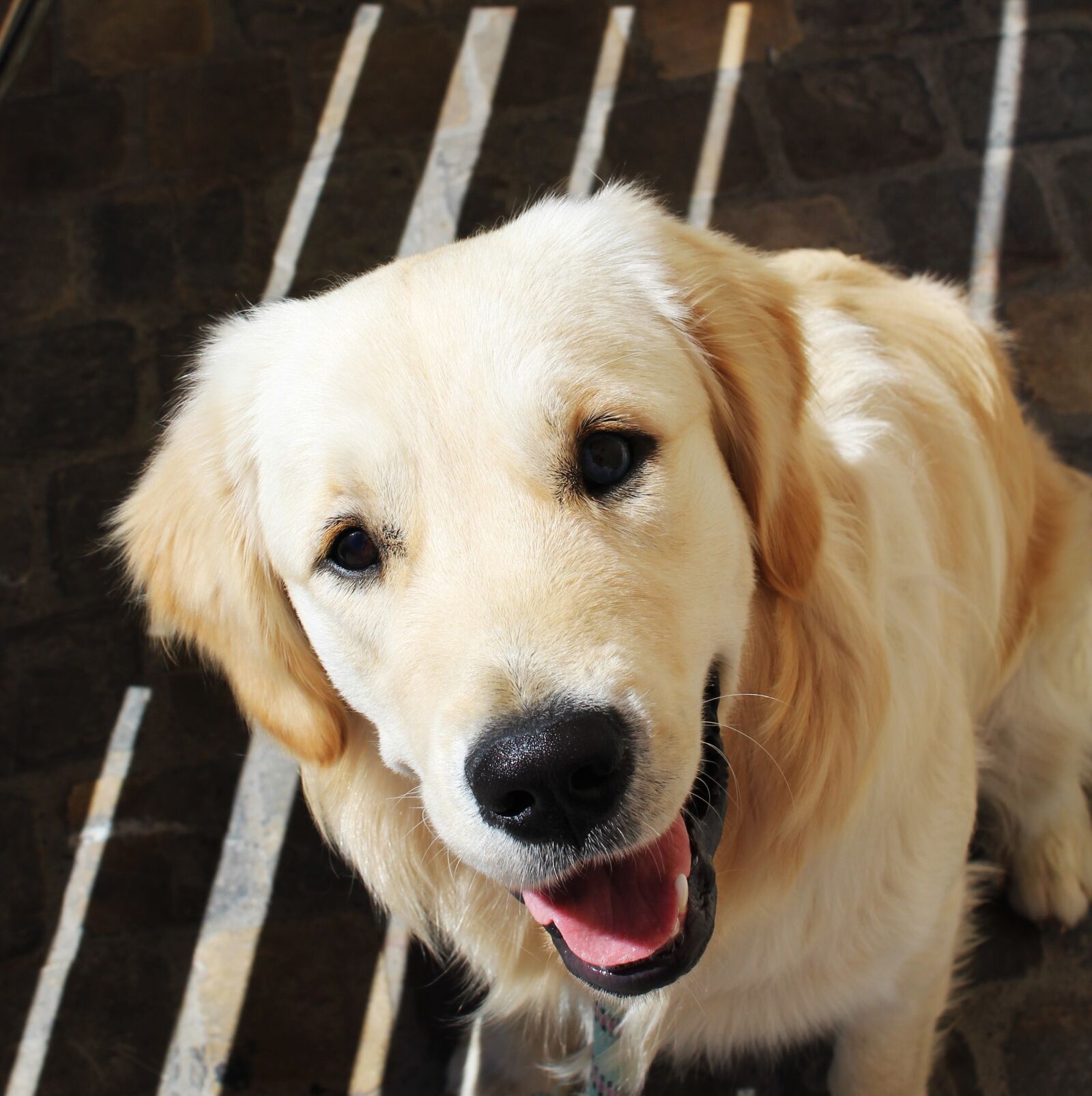 Canon EOS 1200D (EOS Rebel T5 / EOS Kiss X70 / EOS Hi) sample photo. Golden retriever, dog, animal photography
