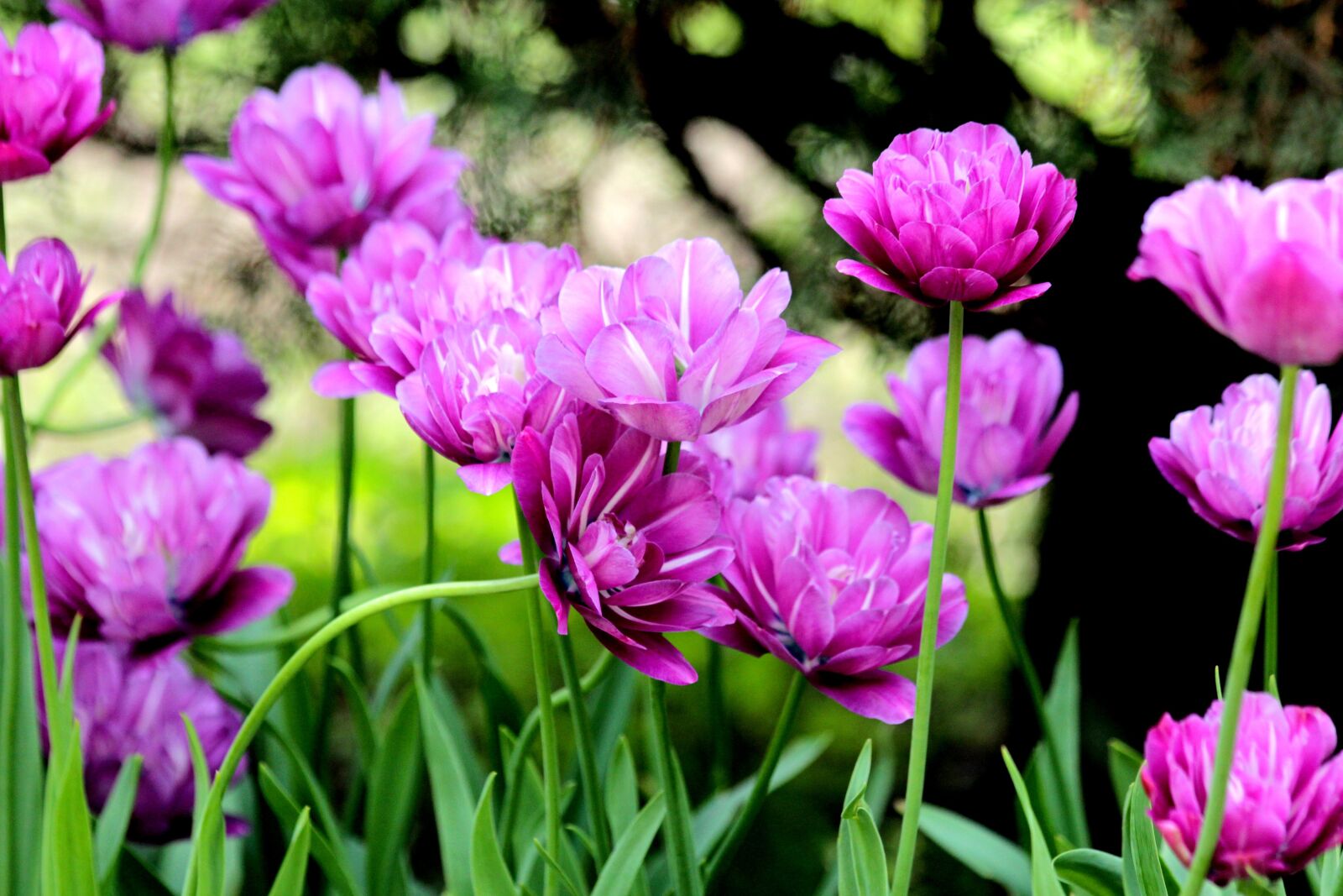 Canon EOS 650D (EOS Rebel T4i / EOS Kiss X6i) sample photo. Tulips, flowers, spring photography