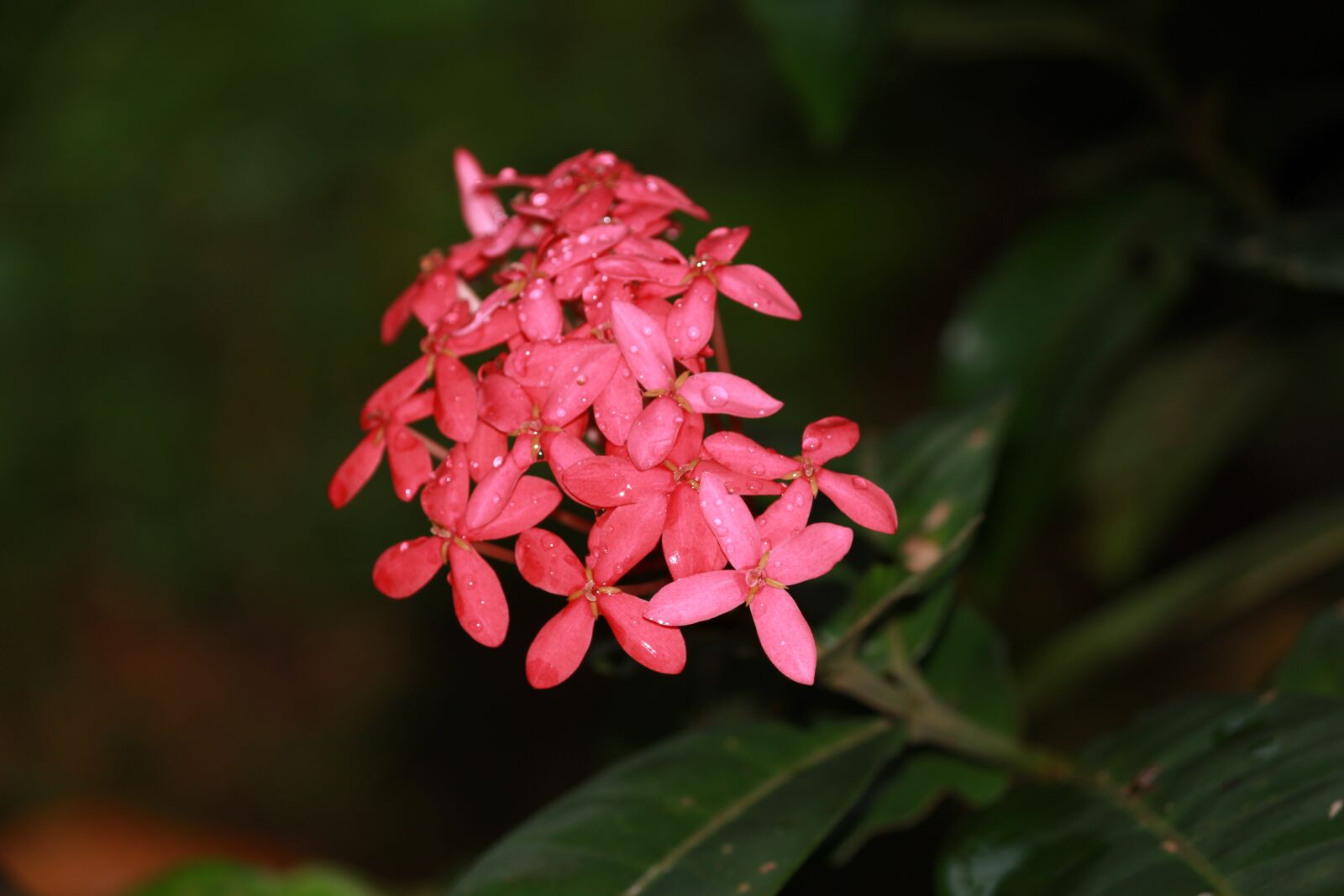 Canon EOS 1200D (EOS Rebel T5 / EOS Kiss X70 / EOS Hi) sample photo. Ixora coccinea, jungle geranium photography