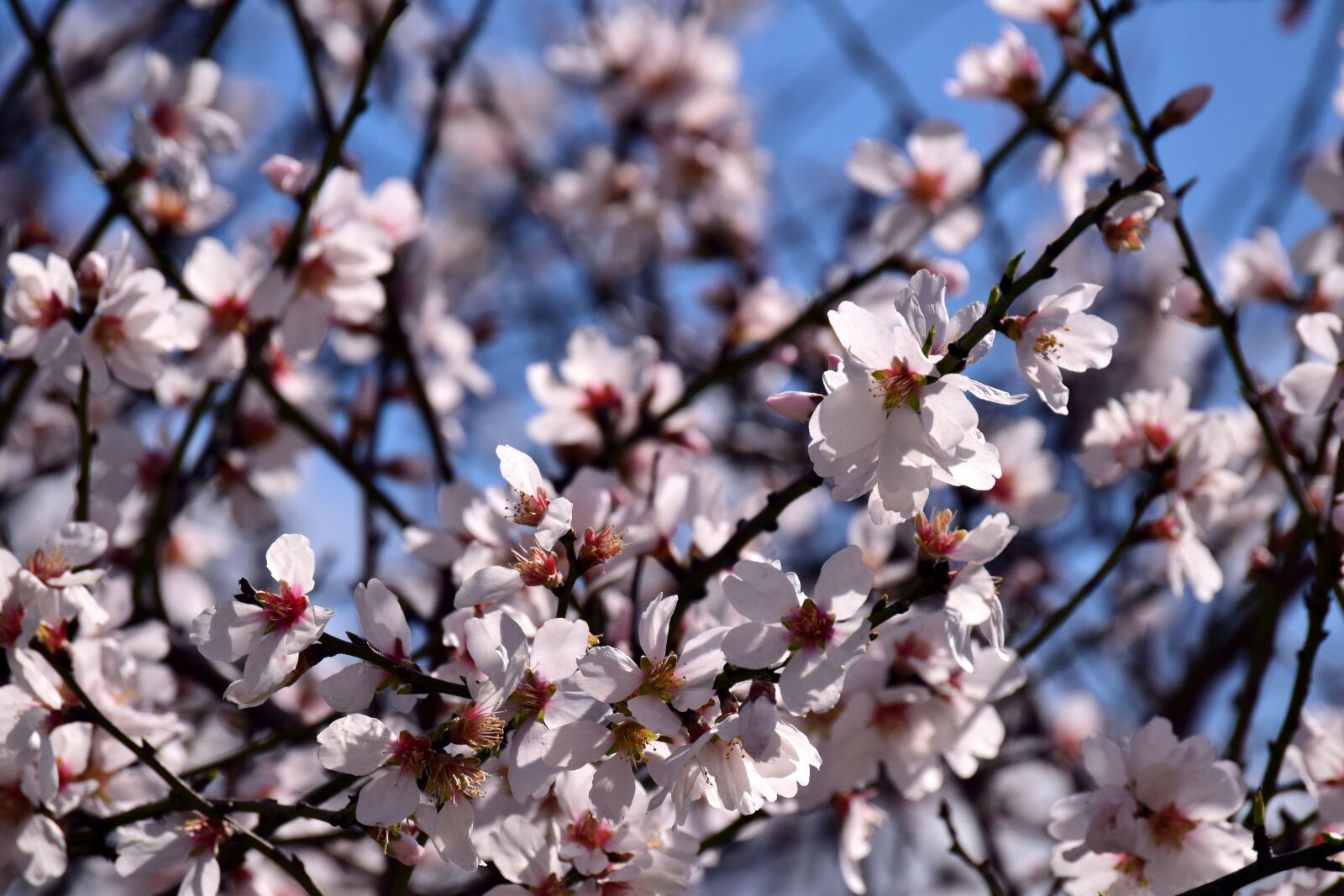 Nikon D3300 sample photo. Almond tree, almond blossom photography