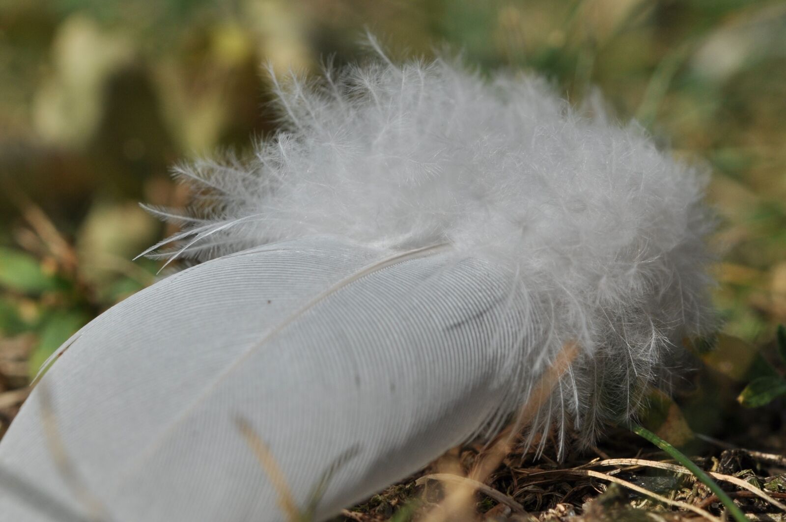 Nikon D5000 sample photo. Feather, down, white photography
