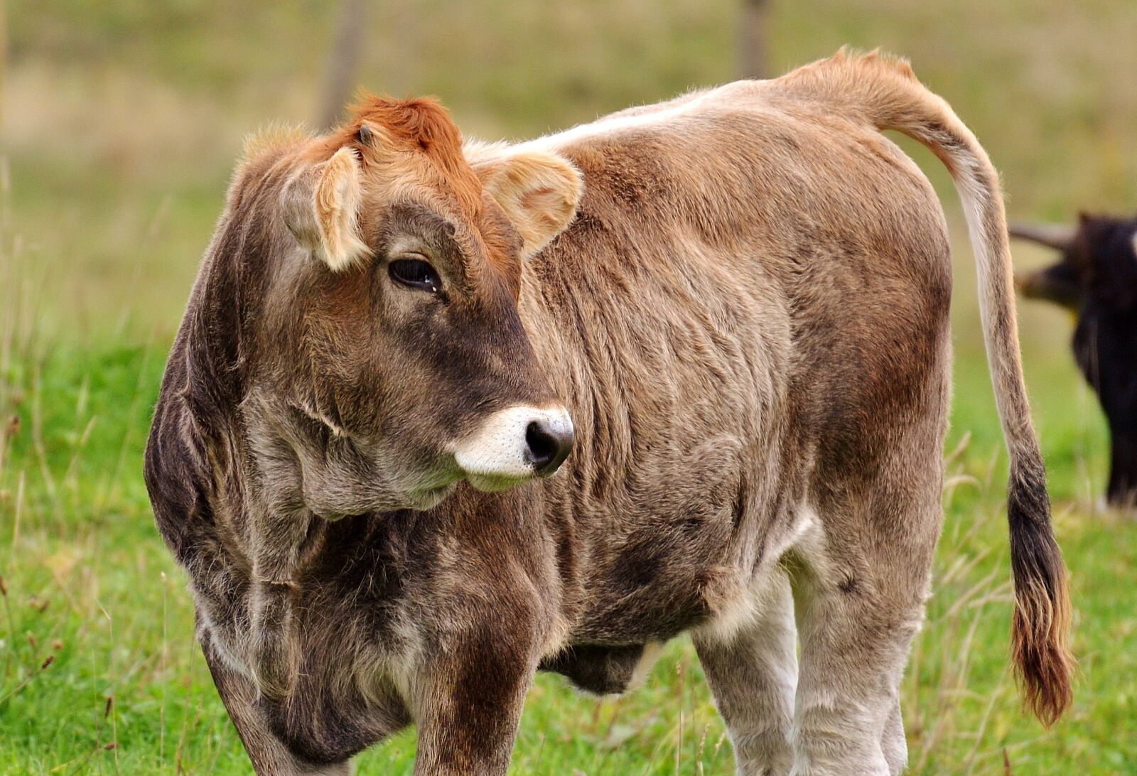 Nikon D3200 sample photo. Cow, allgäu, cows photography