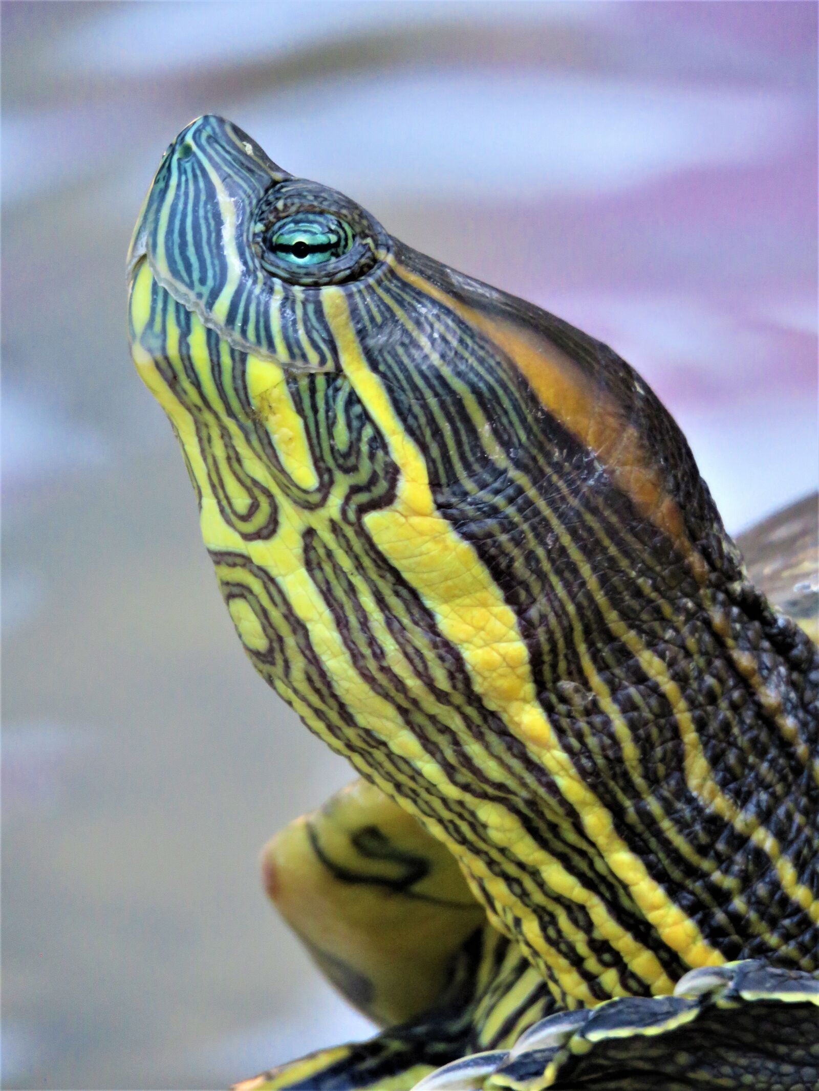 Canon PowerShot SX60 HS sample photo. Turtle, tortoise, reptile photography