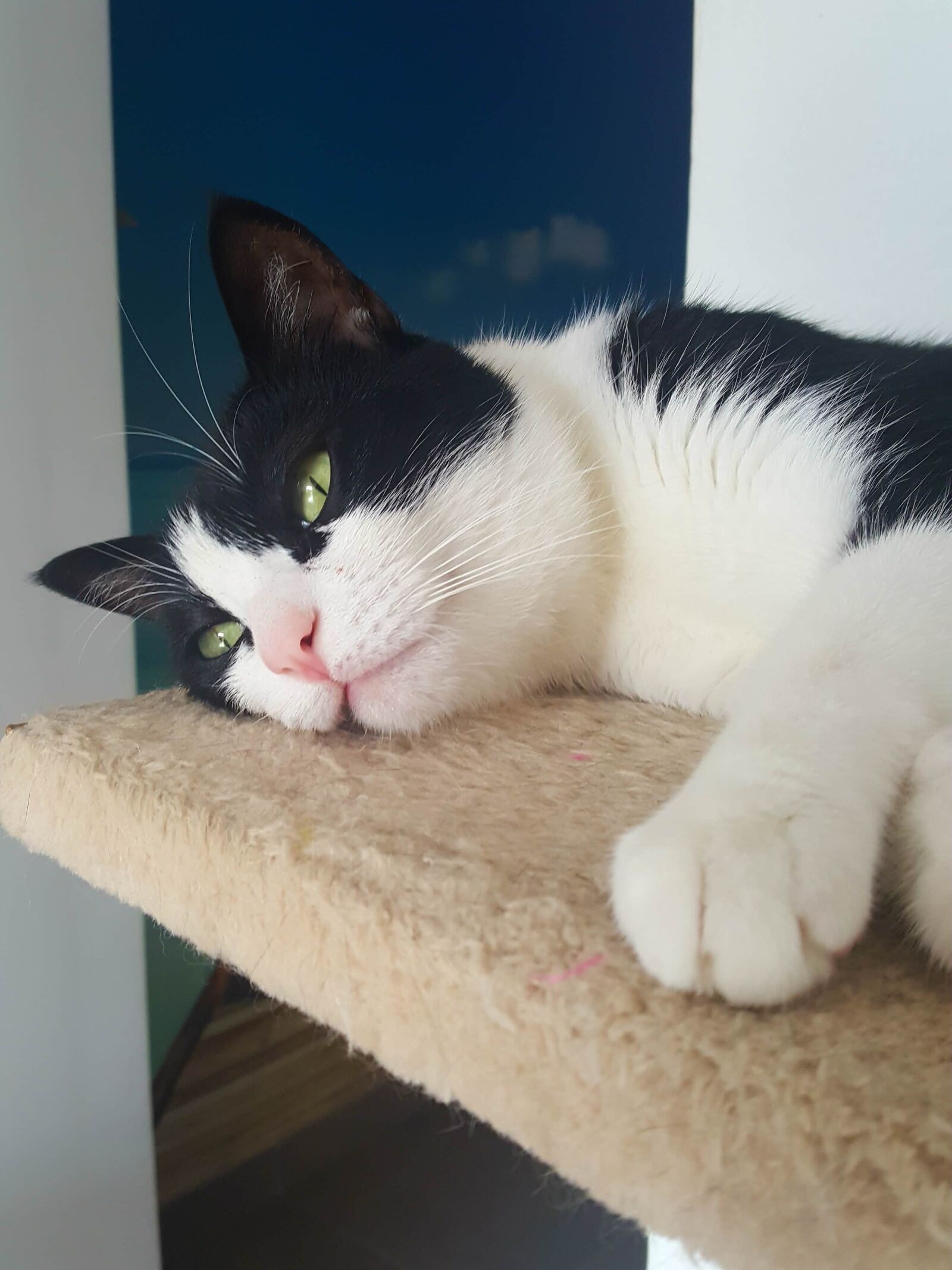 Samsung Galaxy S6 sample photo. Cat, peaceful, pet photography