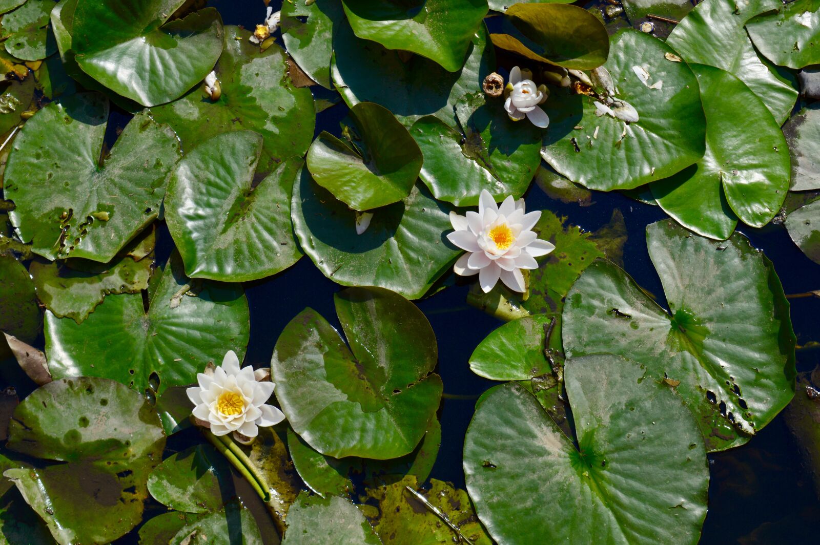 Nikon D3200 sample photo. Water lily, flower, water photography