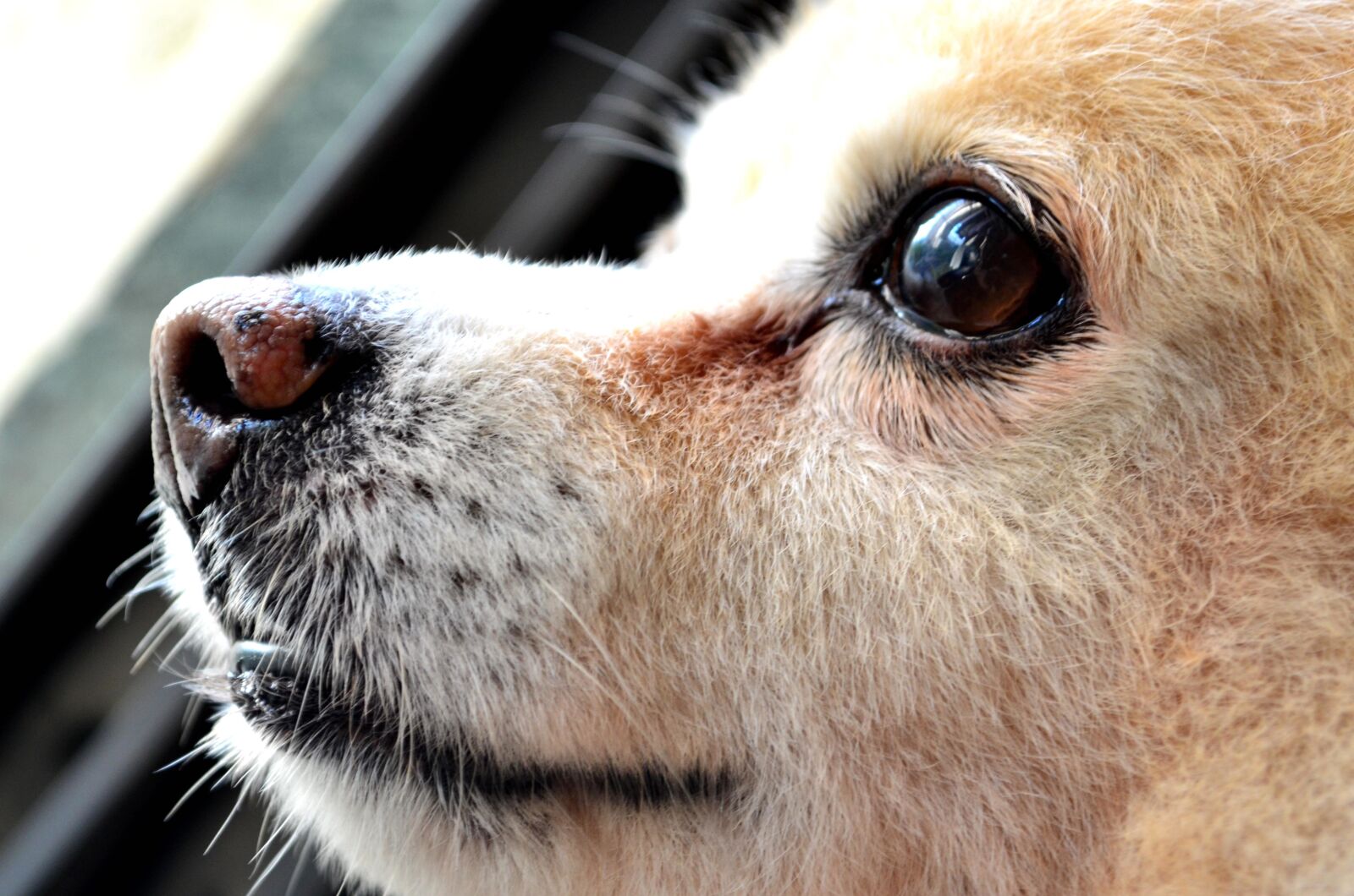 Nikon D5100 sample photo. Cute, dog, looking, animal photography