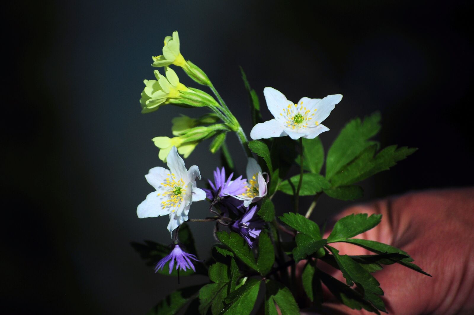 Nikon D90 sample photo. Wildflowers, flowers, nature photography