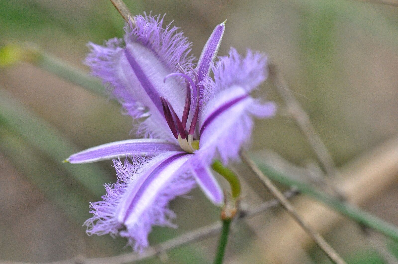 Nikon D90 sample photo. Fringed lily, australian, mauve photography
