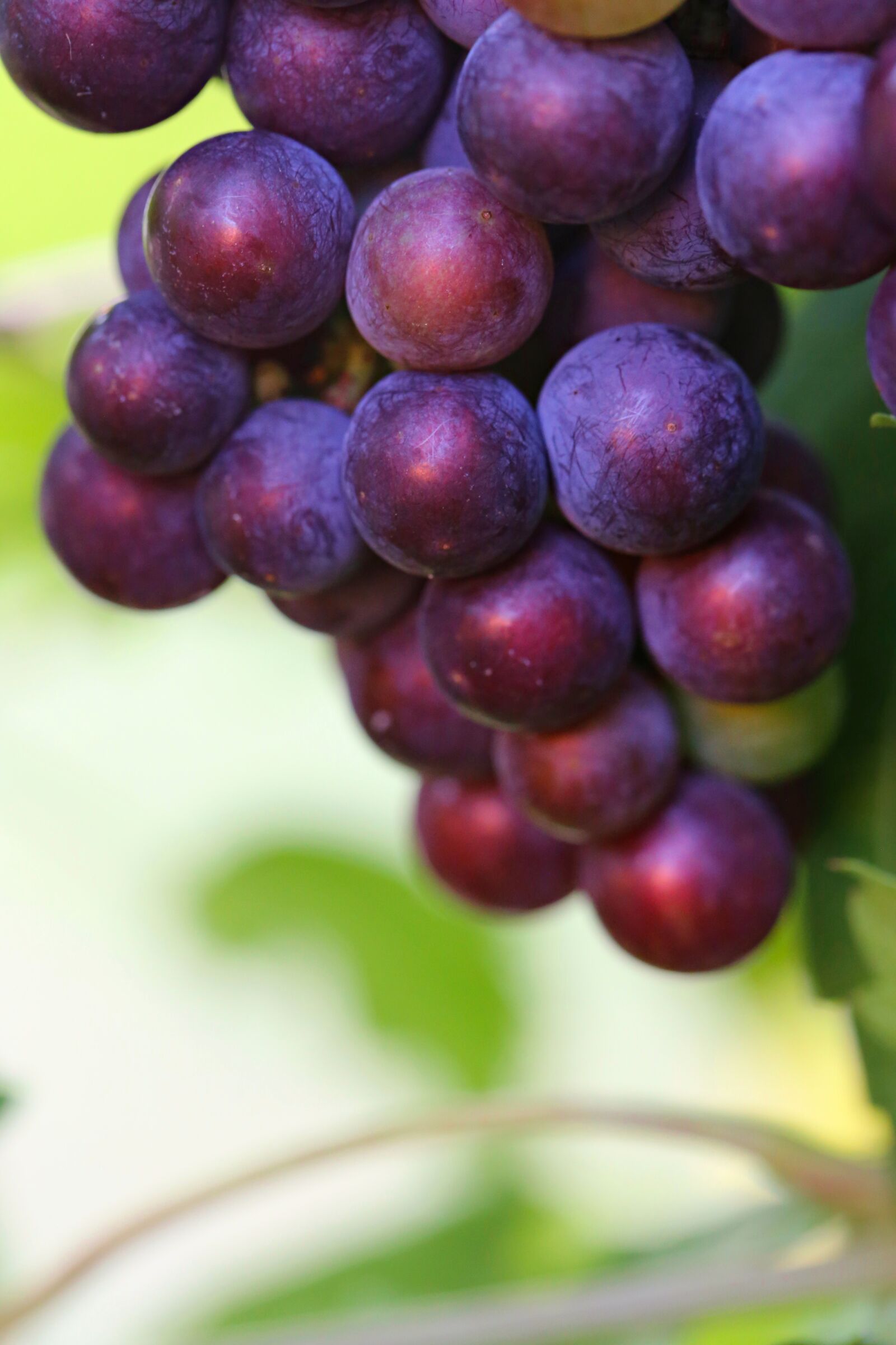 Canon EF 100mm F2.8L Macro IS USM sample photo. Grapes, dark, ripe photography