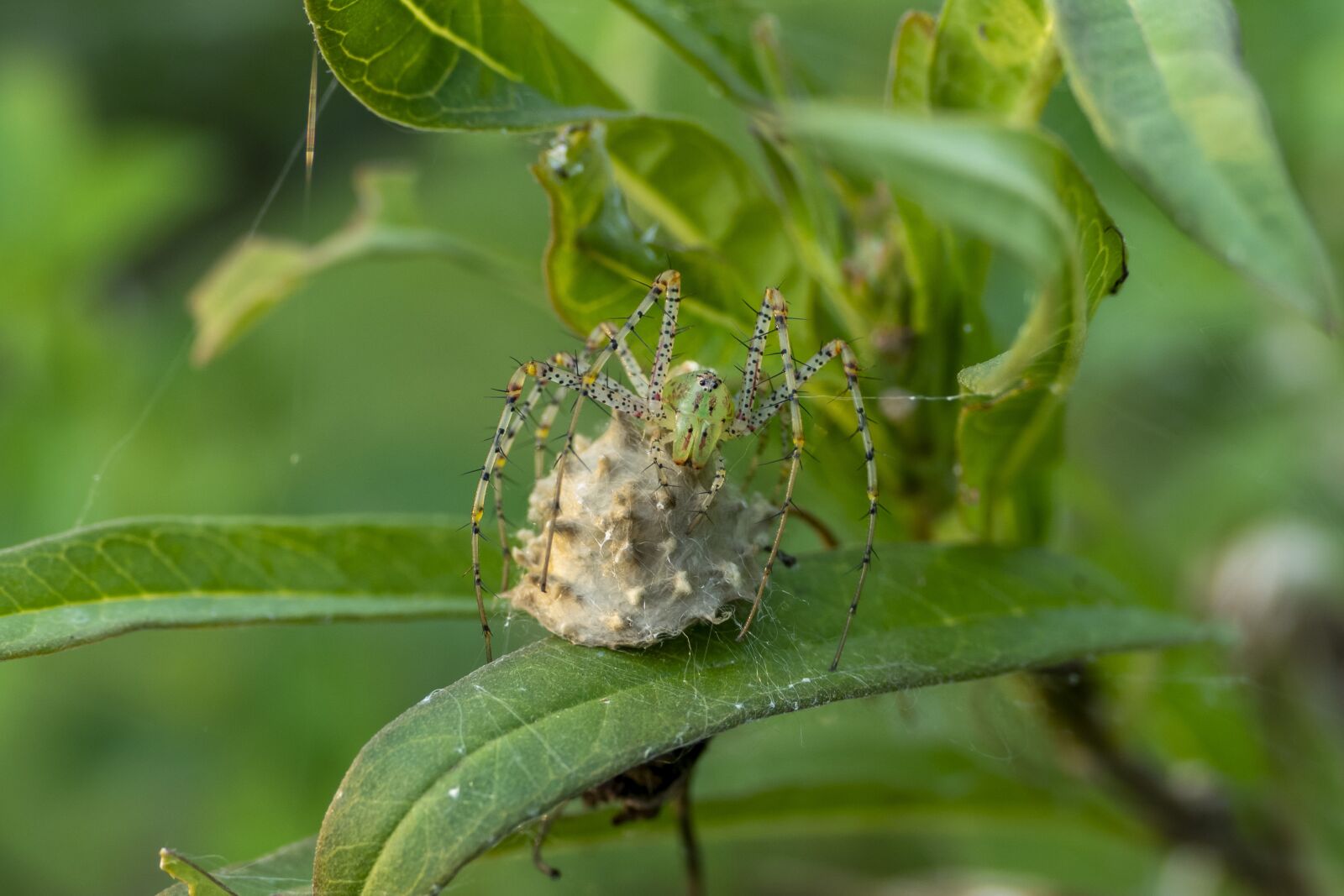 Panasonic Lumix DMC-FZ1000 sample photo. Spider, insect, bug photography