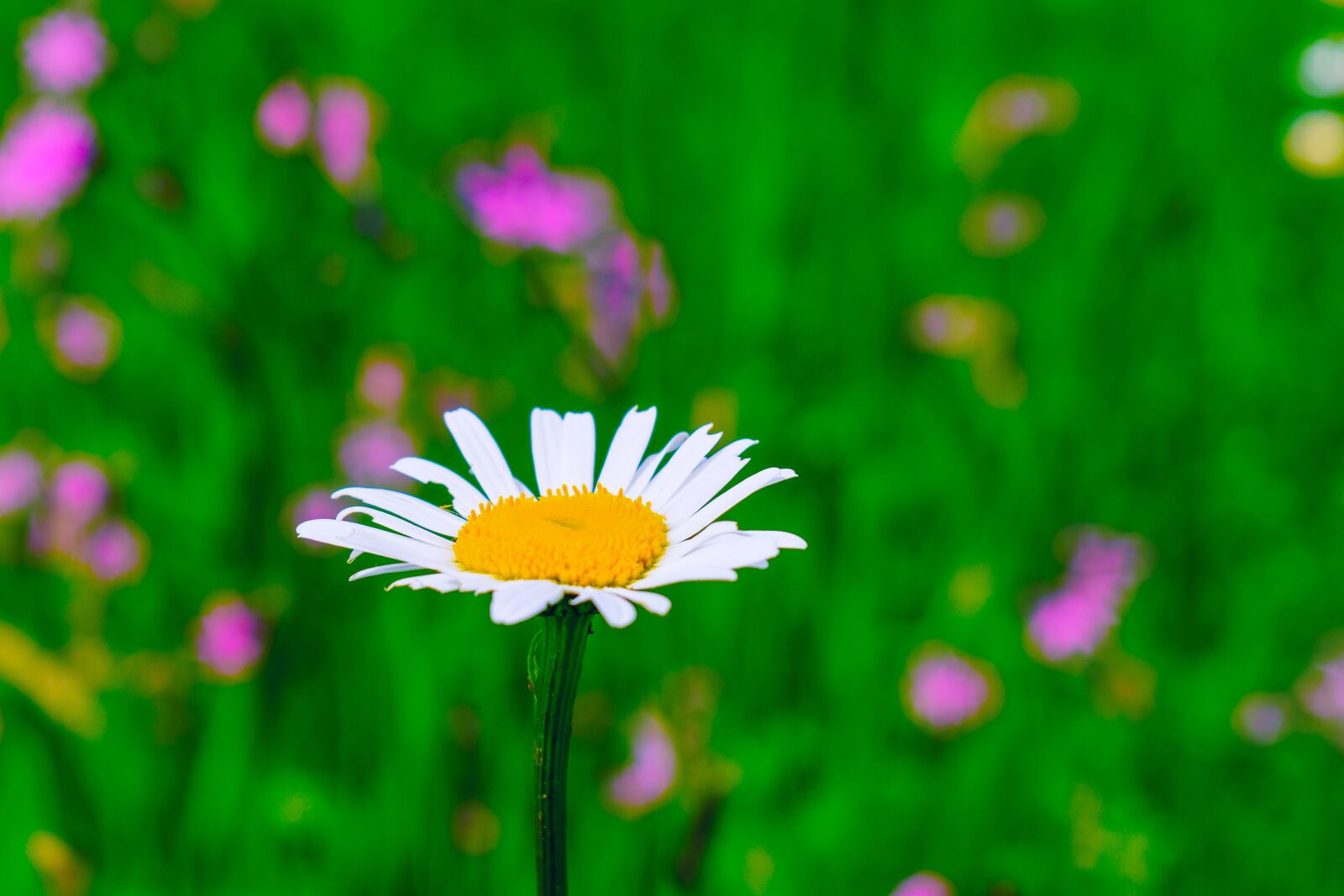 Nikon D3500 sample photo. Flower, white, yellow photography