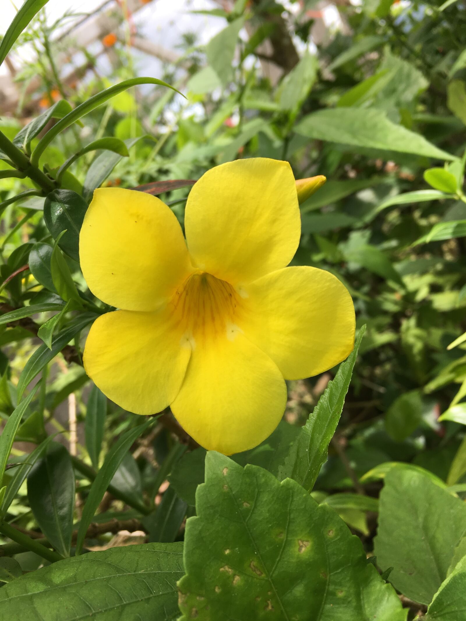Apple iPhone 6s sample photo. Yellow bell, yellow bell photography