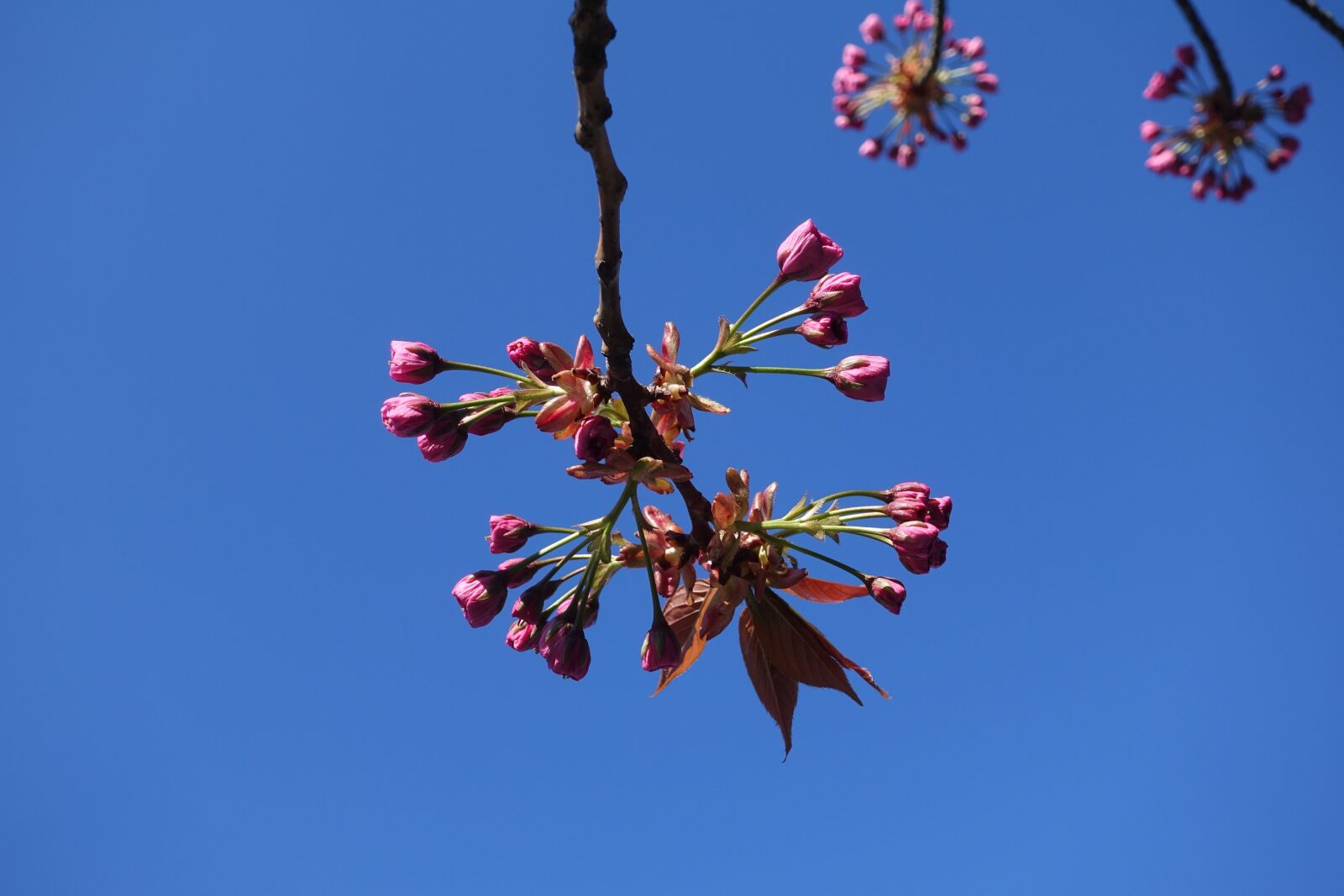 Sony Cyber-shot DSC-RX100 IV sample photo. Blossom, blue sky, spring photography