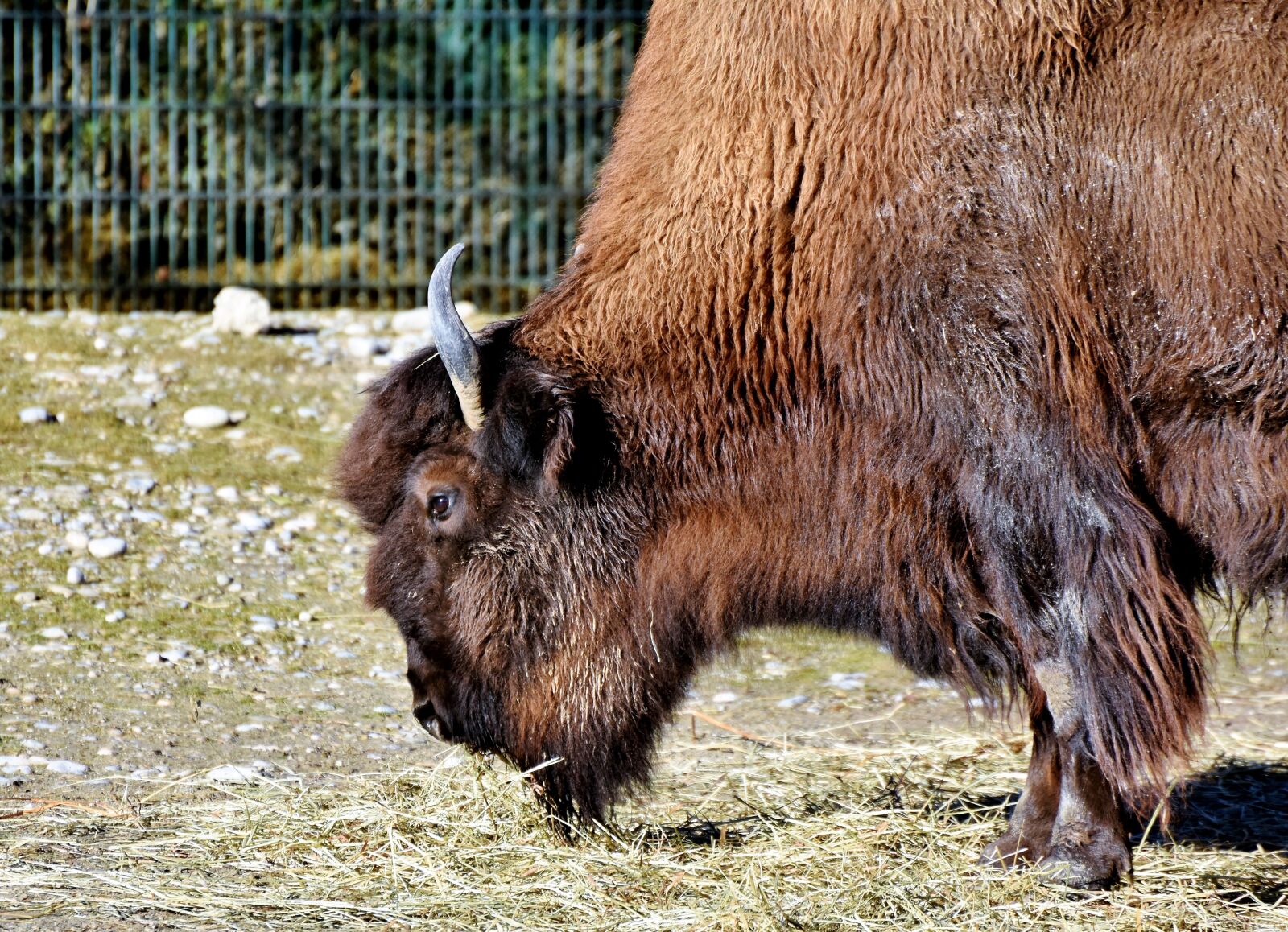 Nikon D7200 sample photo. Bison, bison head, bison photography