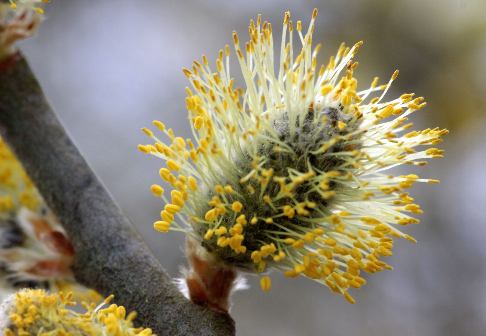 Canon EOS 650D (EOS Rebel T4i / EOS Kiss X6i) sample photo. Willow catkin, bloom, spring photography