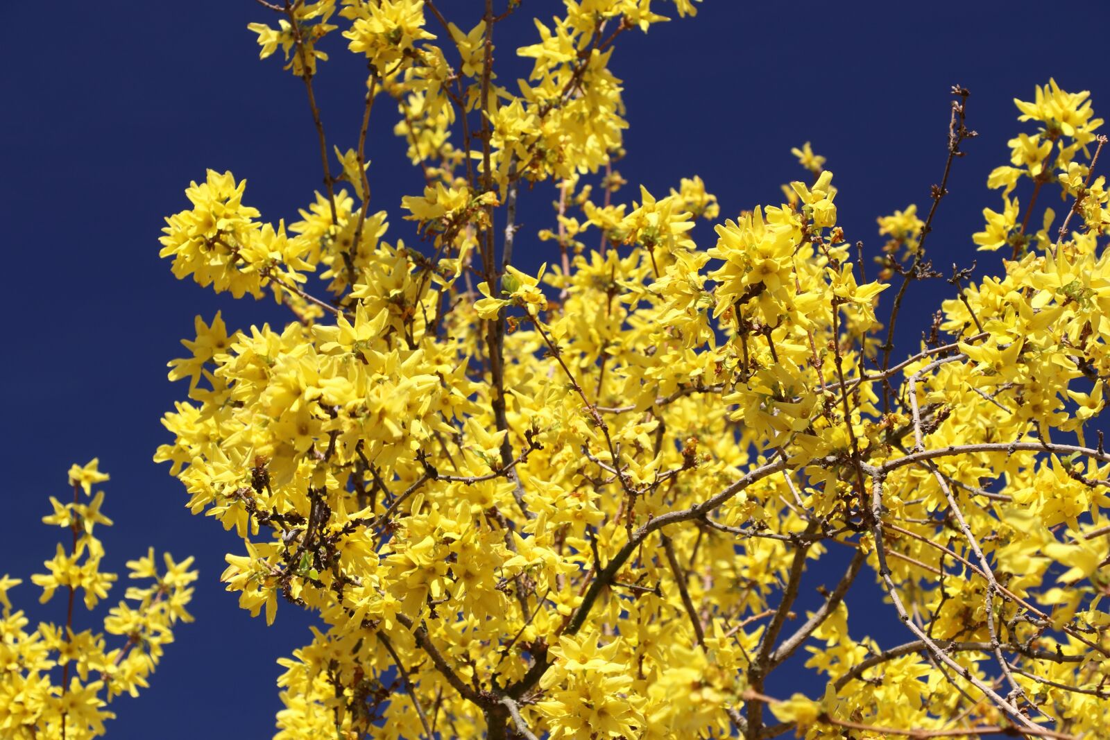 Canon EOS 80D sample photo. Forsythia, blossom, bloom photography