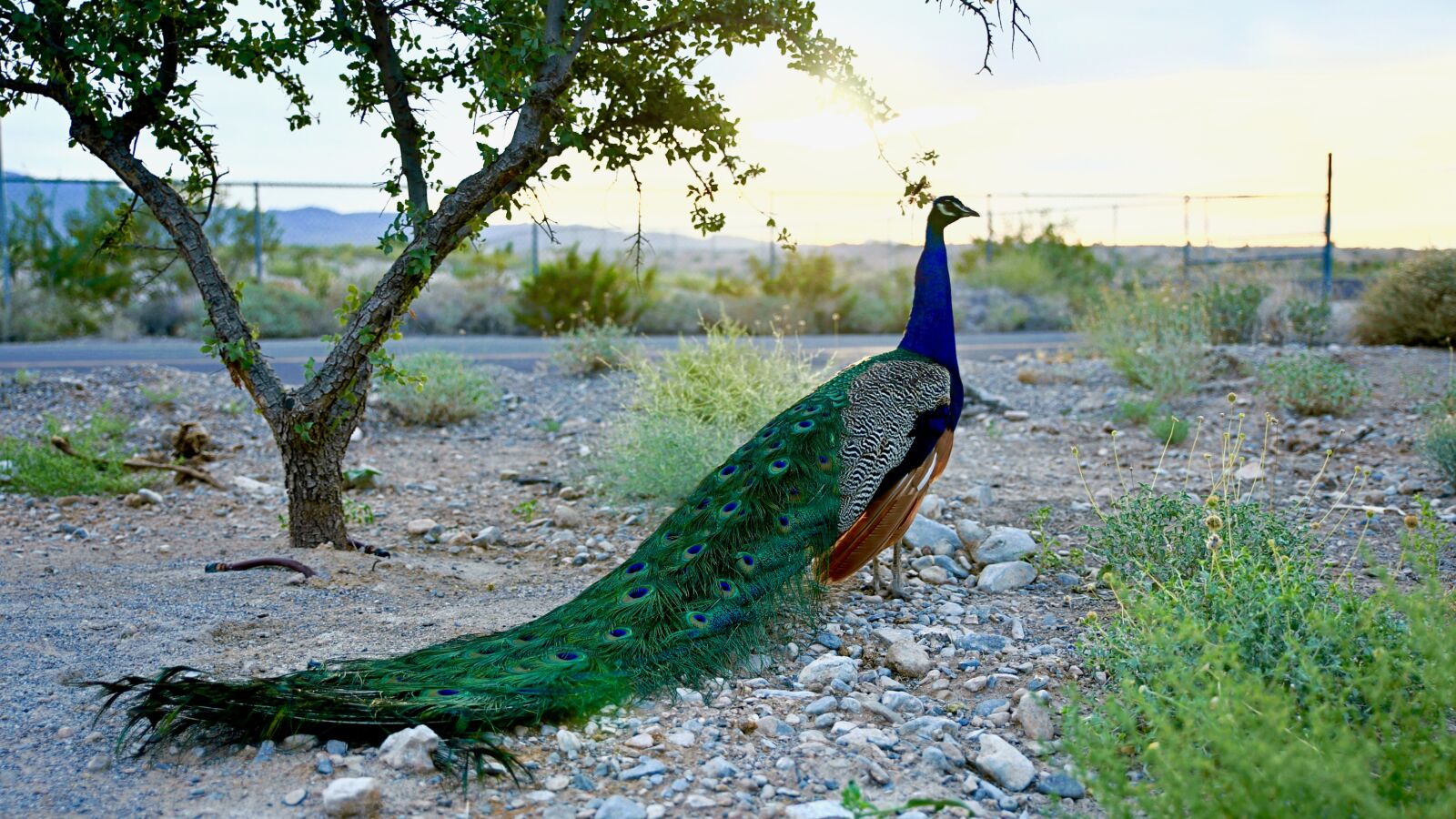 Canon EOS 6D sample photo. Floyd park, peacock, sunset photography