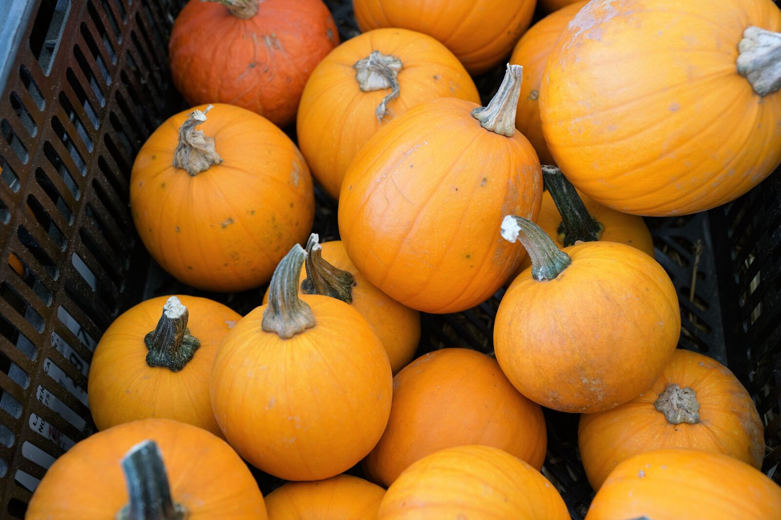Sony ILCA-77M2 + Sony DT 16-50mm F2.8 SSM sample photo. Pumpkins, vegan, healthy photography