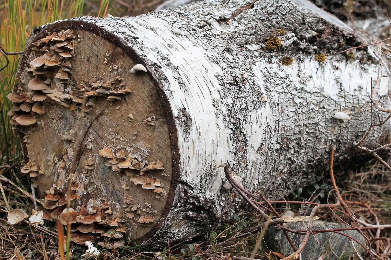Canon EOS 550D (EOS Rebel T2i / EOS Kiss X4) sample photo. Log, mushrooms, by photography