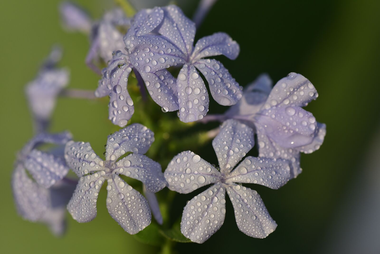 Nikon D750 sample photo. Auriculata, plumbago auriculata, cape photography