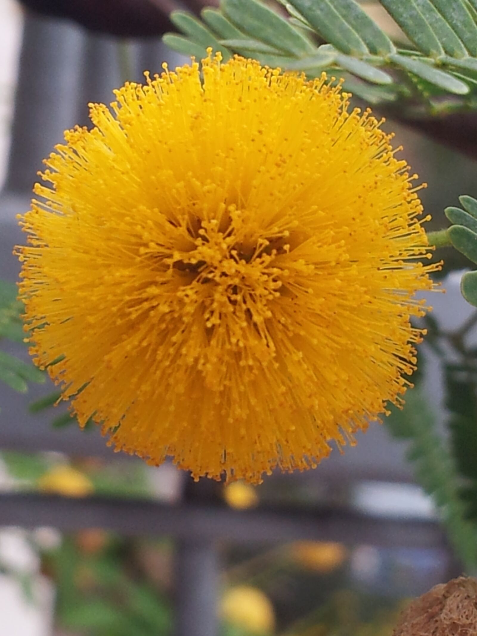 Samsung Galaxy S2 sample photo. Flower, yellow, landscapes photography