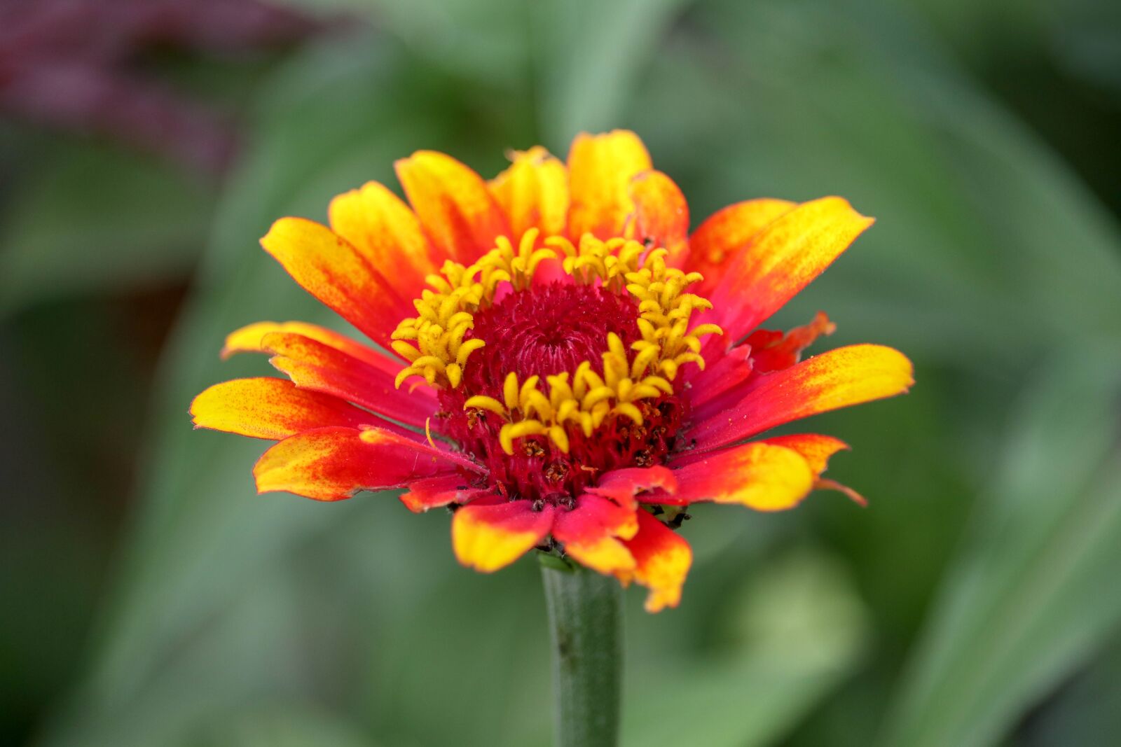 Canon EF-S 55-250mm F4-5.6 IS STM sample photo. Flower, plant, summer photography