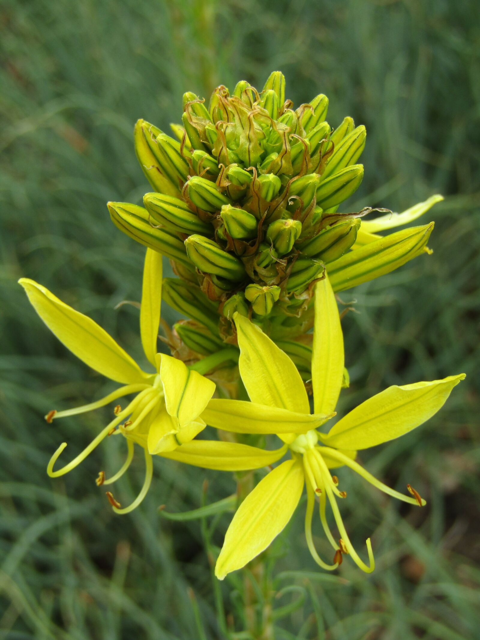 Canon POWERSHOT SX432 IS sample photo. Goldwurz, asphodeline lutea, flower photography