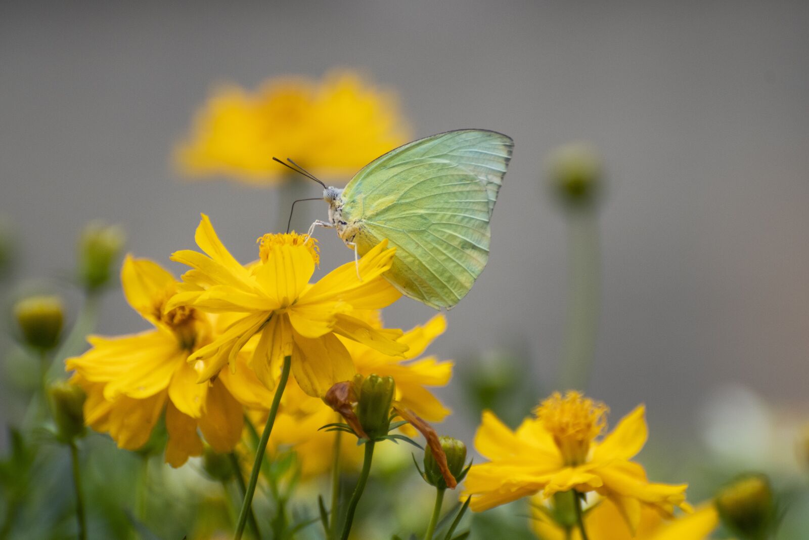 Nikon D7500 sample photo. Flowers, yellow flowers, butterfly photography